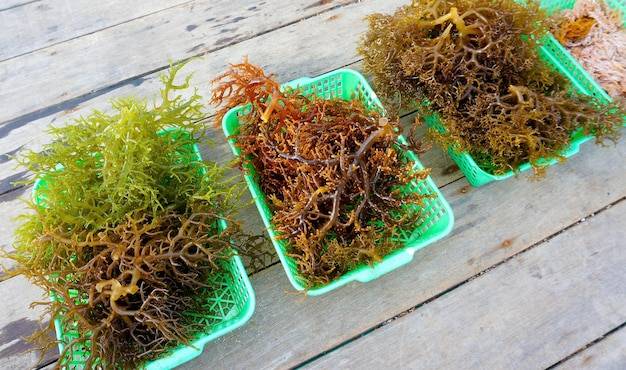 Jak przygotować podłoże pod rośliny w akwarium aby cieszyć się zdrową aranżacją?