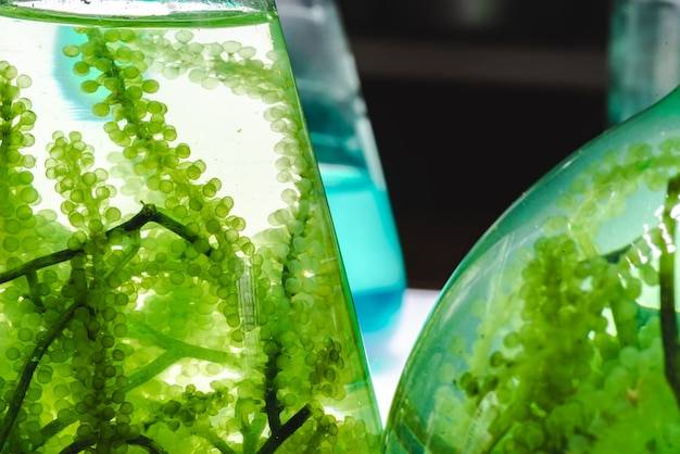 Glony w akwarium co robić gdy pojawiają się na szybach i roślinach