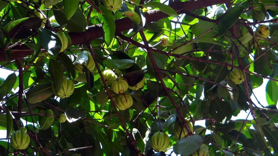Garcinia cambogia czy działa naprawdę?