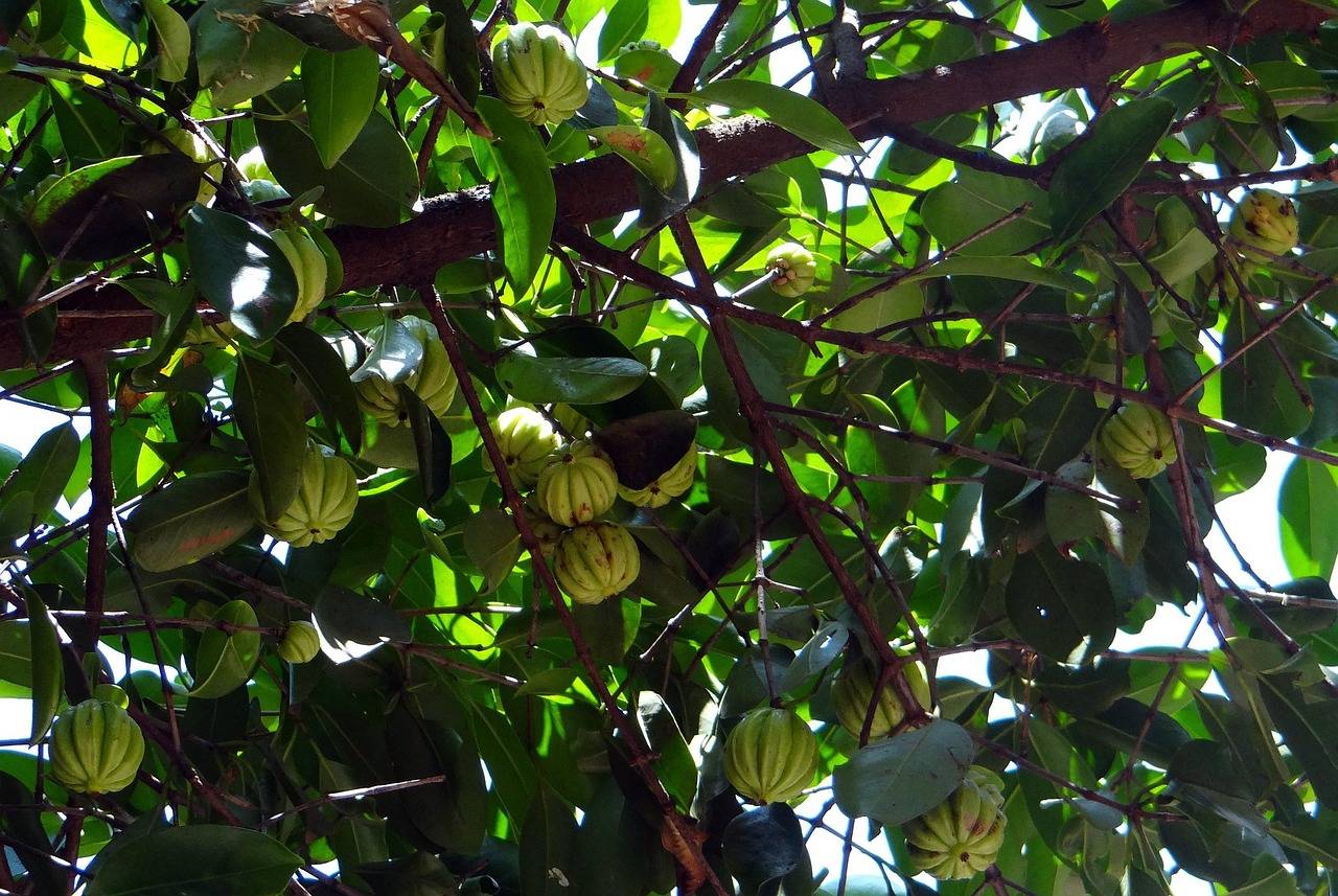 Garcinia cambogia czy działa naprawdę?